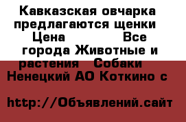 Кавказская овчарка -предлагаются щенки › Цена ­ 20 000 - Все города Животные и растения » Собаки   . Ненецкий АО,Коткино с.